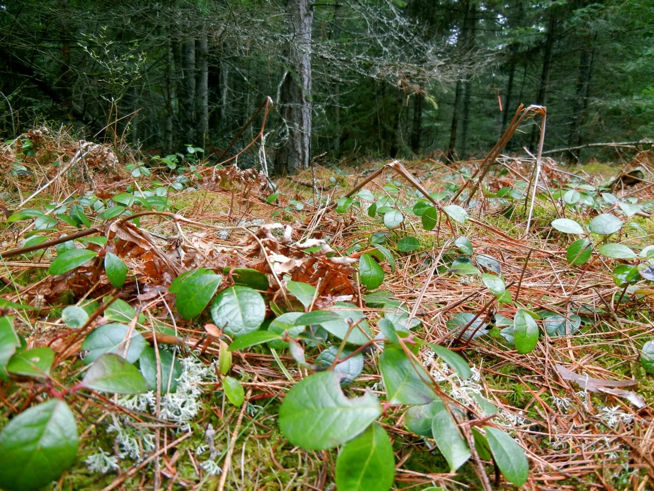 wild mint