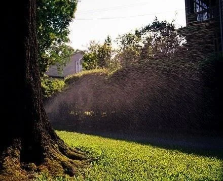 Oak Tree and Lawn Sprinkler, New Orleans, LA