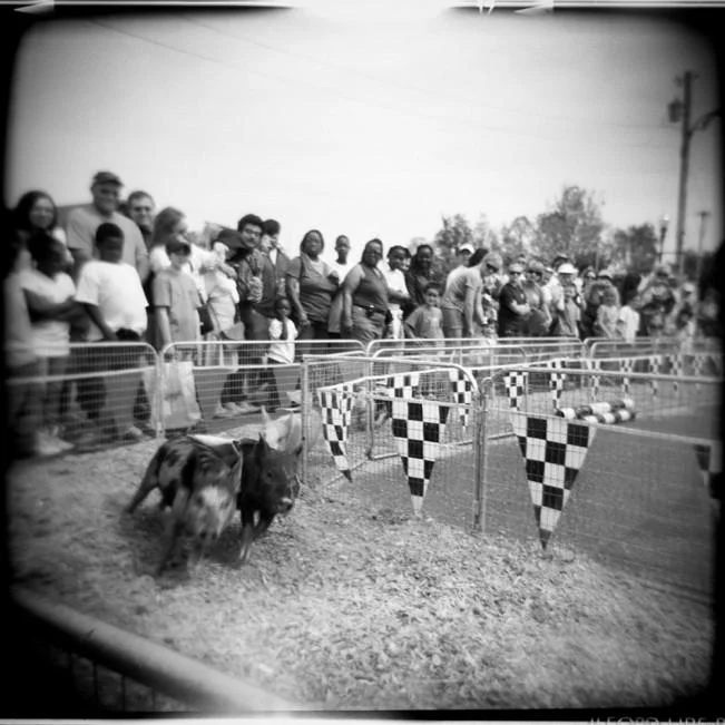 Pig Races, Juke Joint Festival, Clarksdale Mississippi