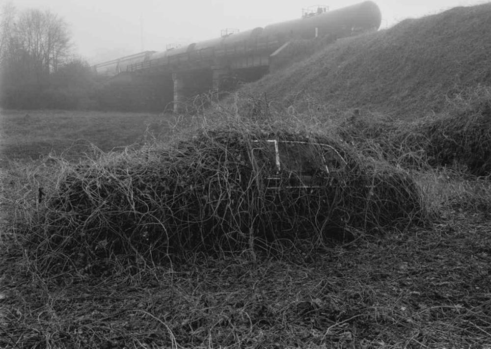 Kudzu+on+Car+medium.jpg