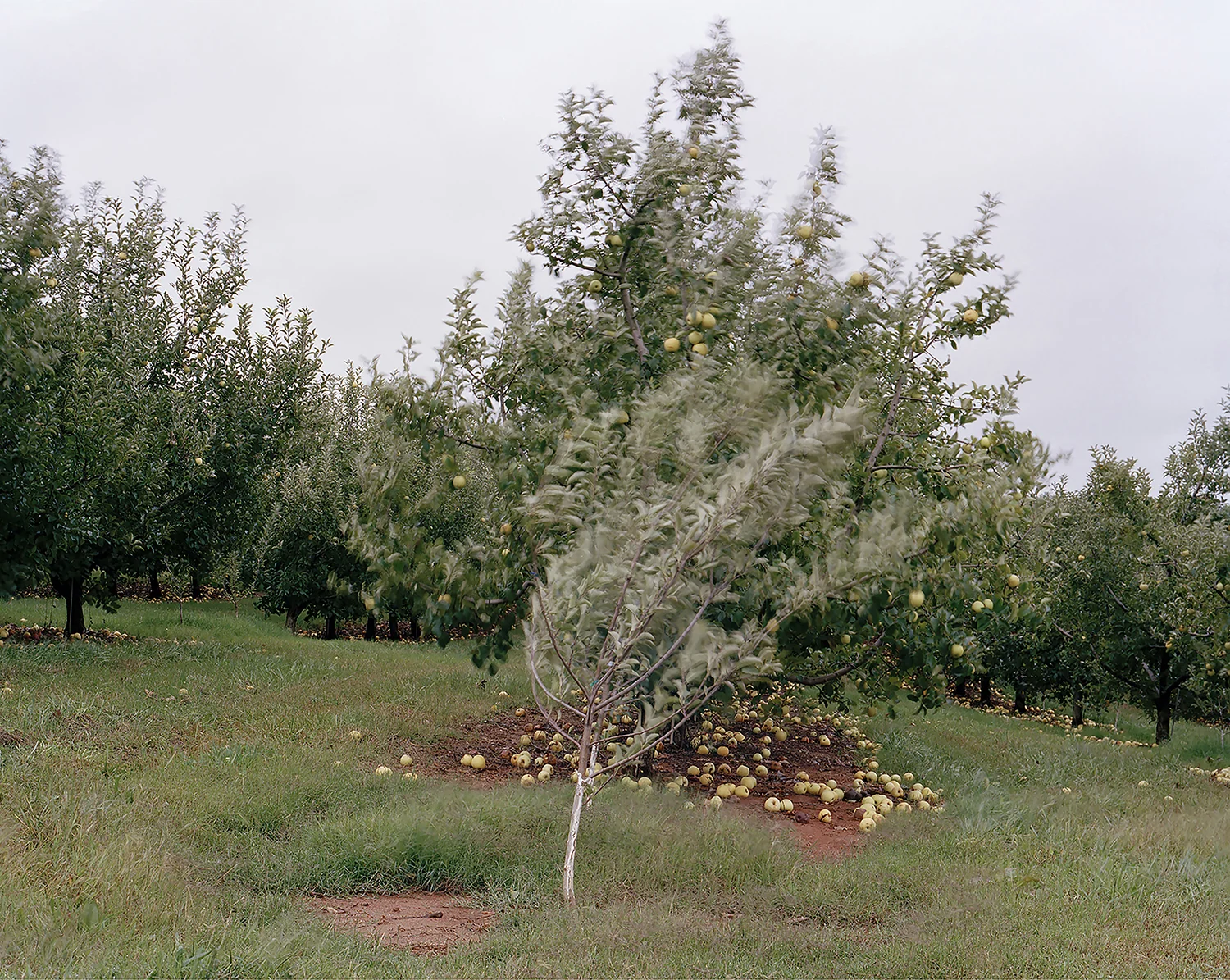 Cleveland County, NC