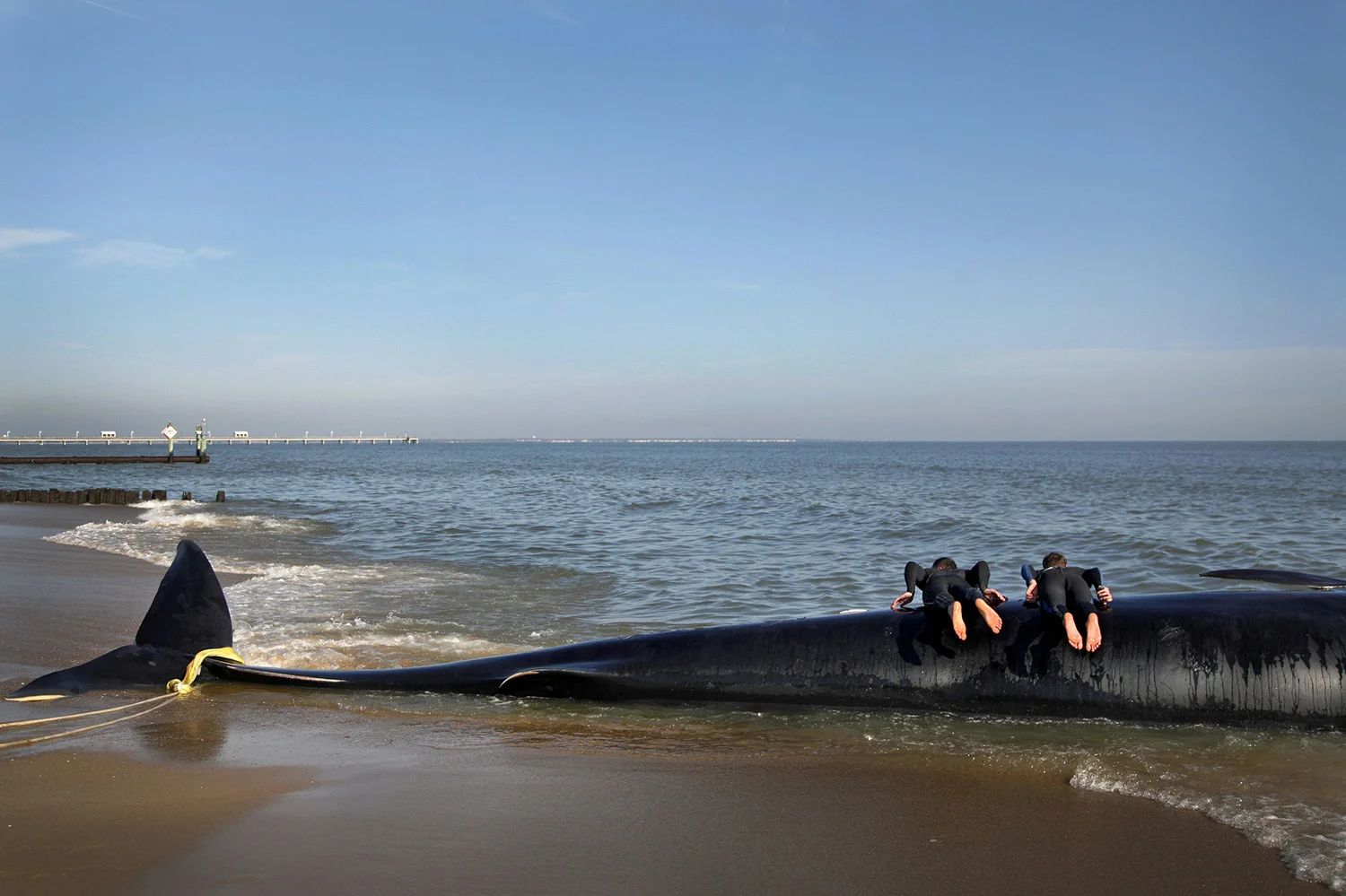 Plankers