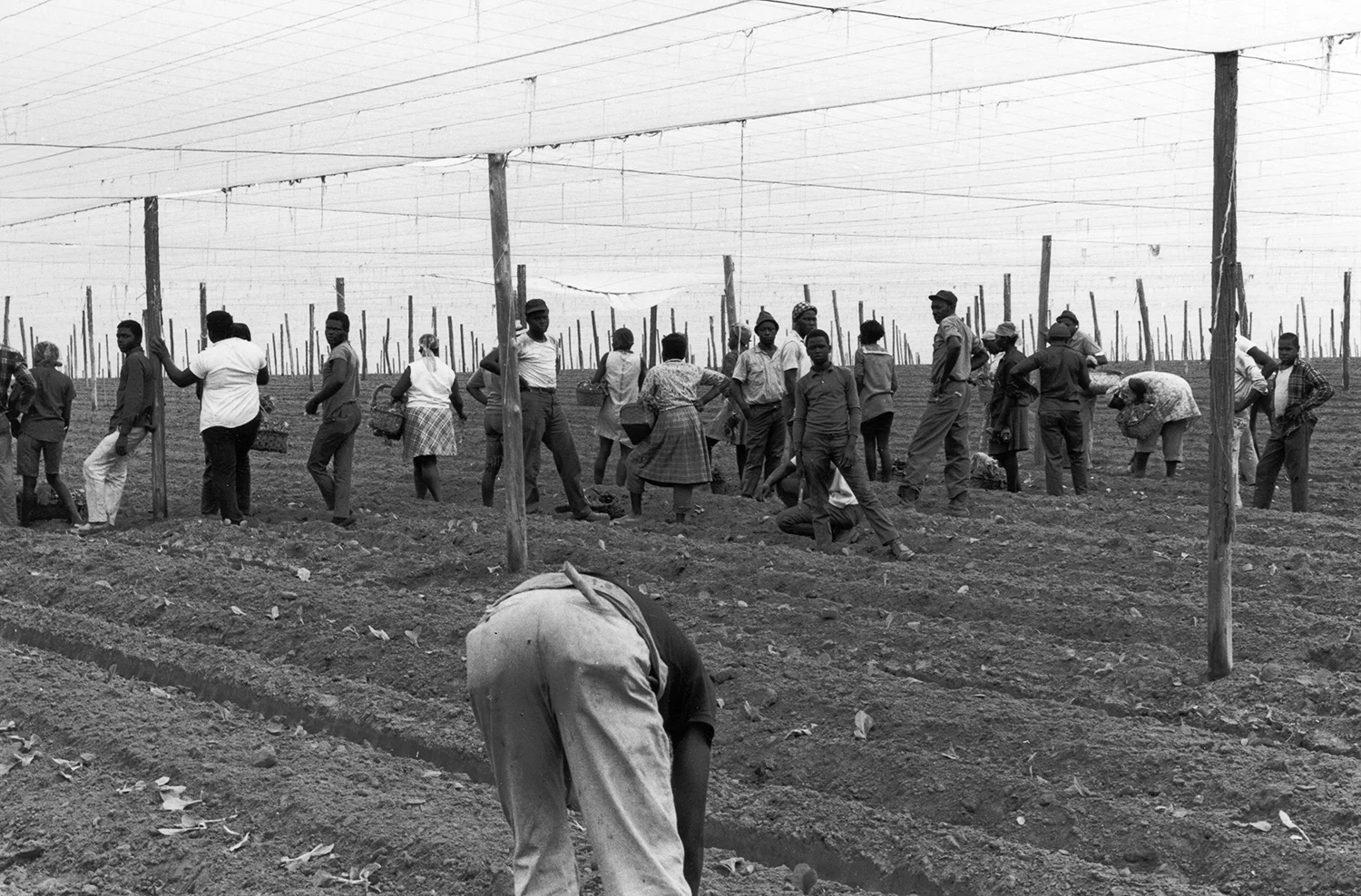 Workers resting under shades