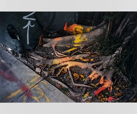 WILLIAM GREINER (American, 1957) Painted tree trunk, Miami , 2004 Edition: 4/25 The Do Good Fund, Inc. 2018-025