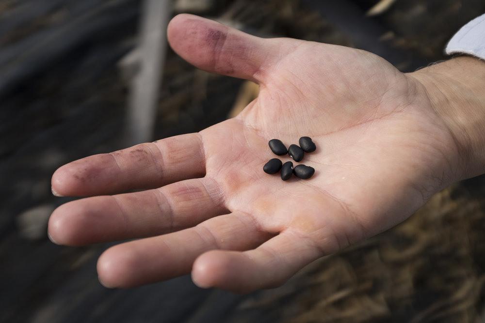  Roberto Copa Matos holds black beans that he harvested from his farm, Terra Secca, in Hillsborough, NC. Matos's concept is simple: from soil-to-table. He owns the nation's only soil-to-table cuban restaurant and he takes a lot of pride in that. 'It'