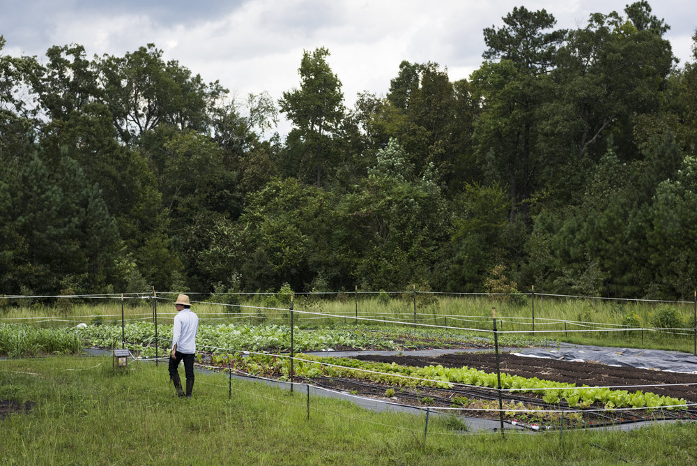 Roberto Copa Matos walks through his farm, Terra Secca, in Hillsborough, NC. Matos, originally from Cuba, studied biochemistry in the University of Havana but immigrated from the island in 2002. "It has always been my dream to have my own farm and w