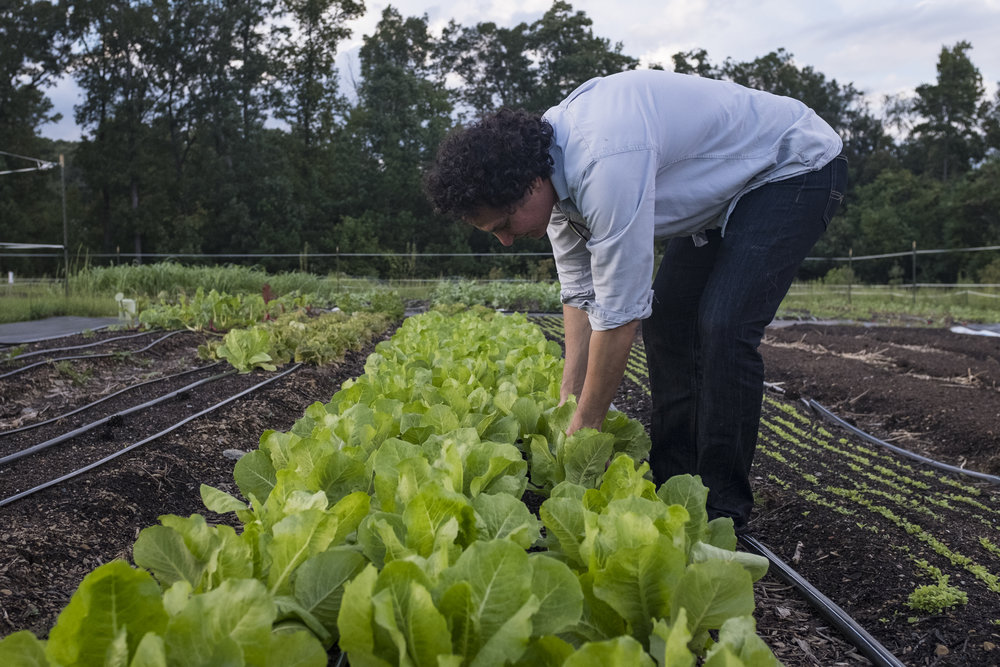  Roberto Copa Matos harvests lettuce from his farm, Terra Secca, in Hillsborough, NC. His goal is to grow the farm to the point where almost all of the food products he uses at his restaurant come from his farm. 