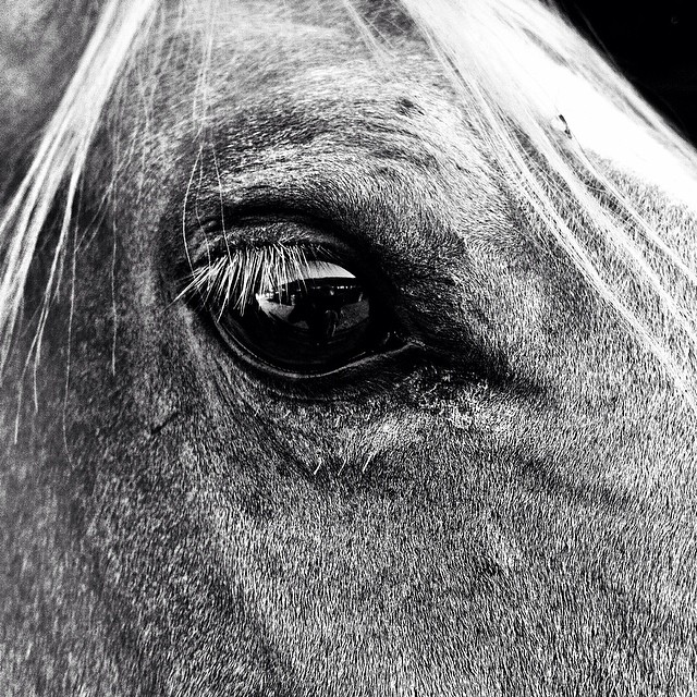 #tbt to summer rodeos in Smithers BC. #showhorse #blackandwhite #rodeo #ponyboy