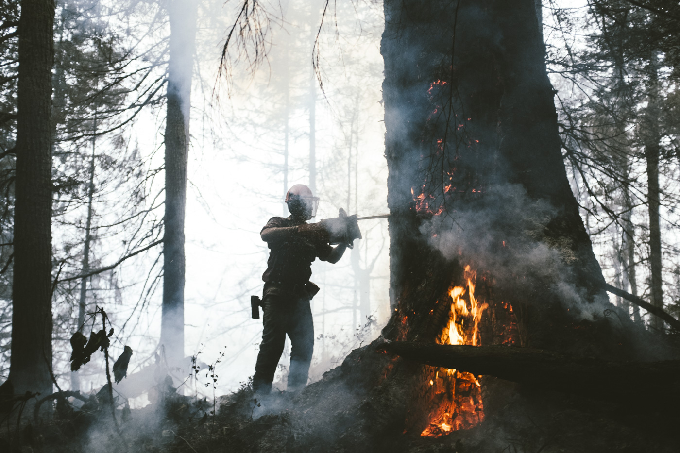  Firefighters are required to master many different skills in the bush and one of them is Danger Tree Falling. A crucial piece of the firefighting effort, danger tree fallers remove compromised trees that pose an imminent threat to ground crews. 