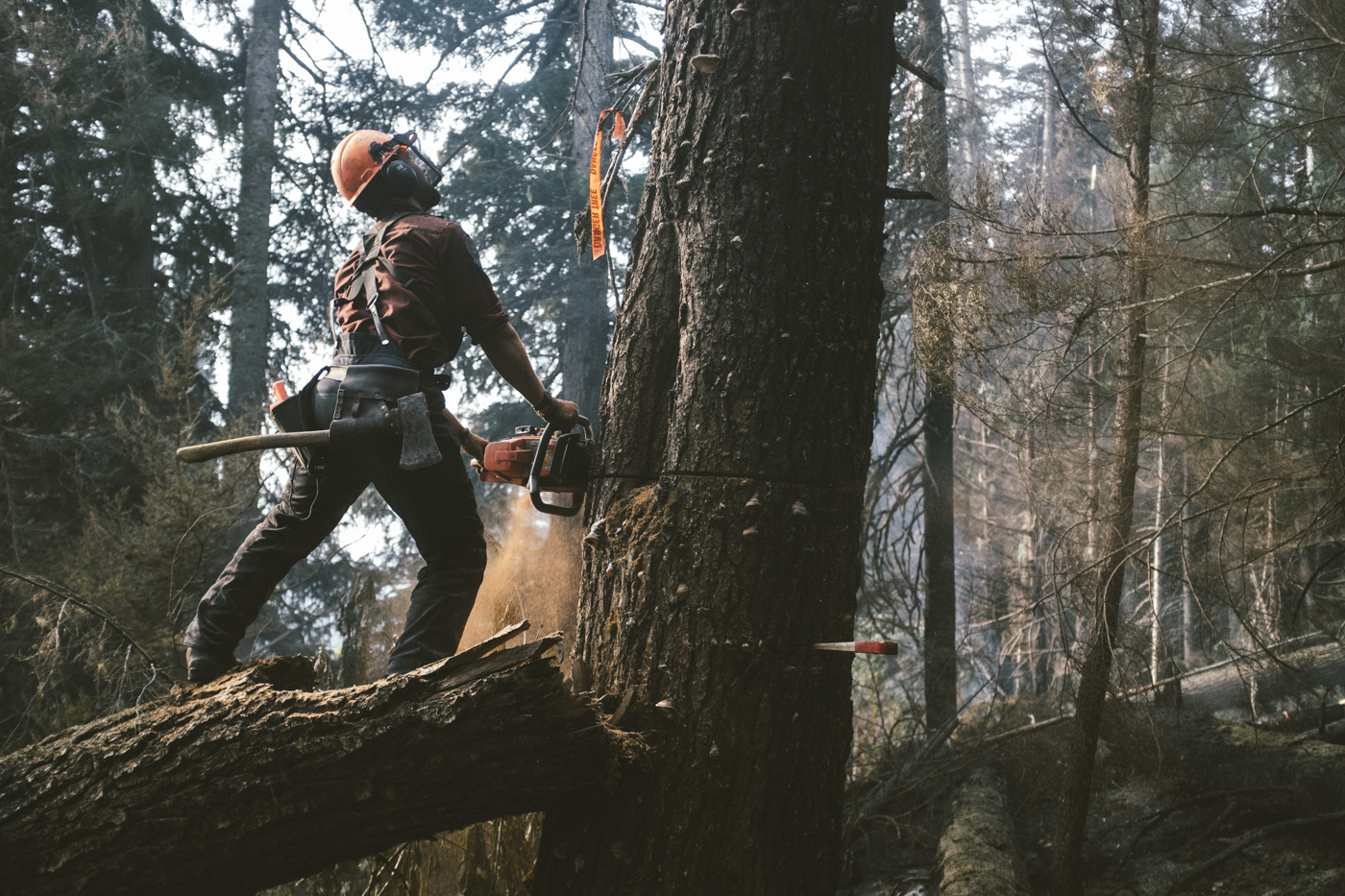  A shot of myself taking out a rotten Hemlock that is burning up top. What we call a ‘Chico’. I had to fall the tree high because the base was so decomposed. 