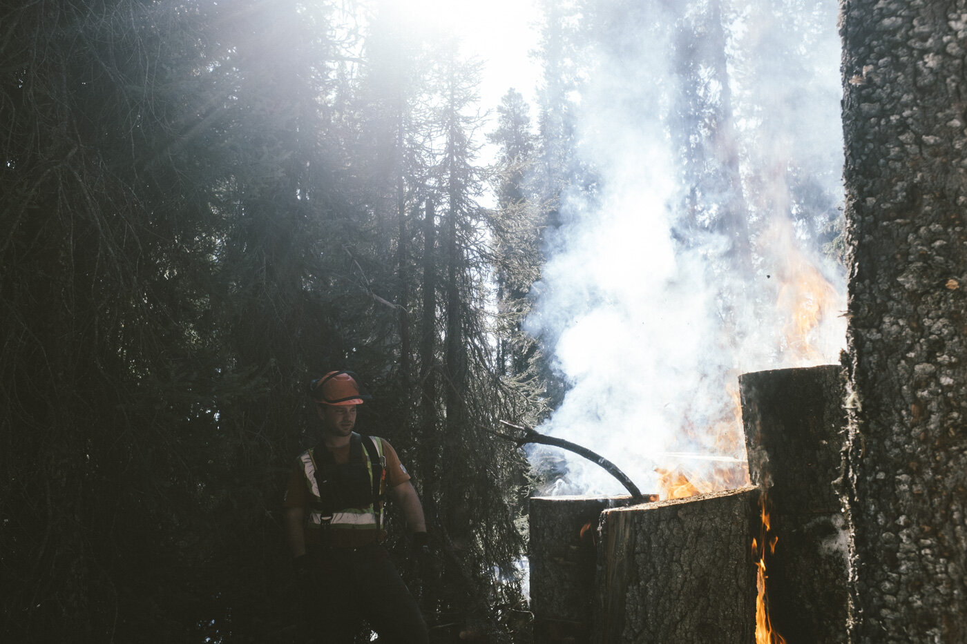  The Rangers spend most of the Early Season in March and April searching and destroying Pine Beetle.   