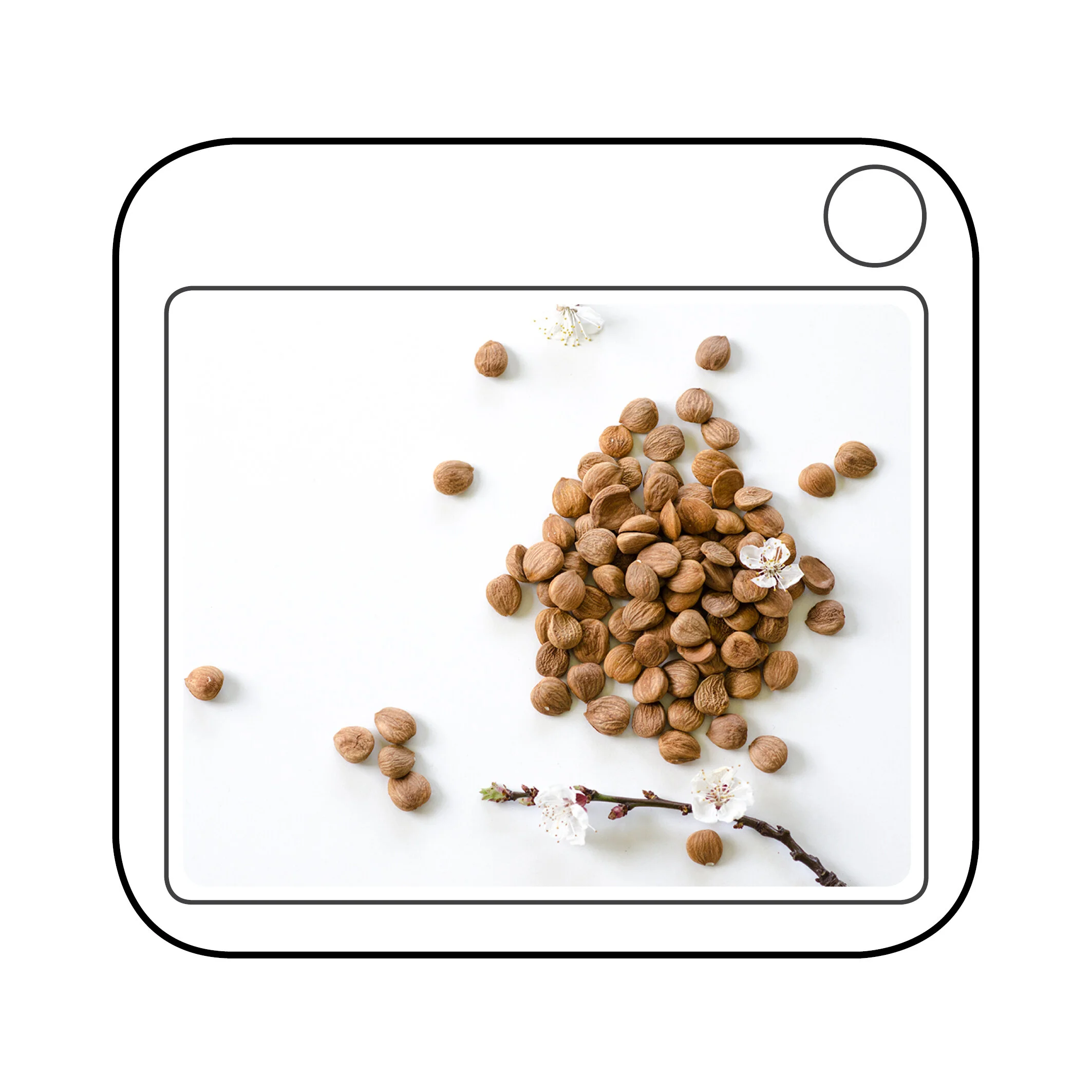 product photoshoot  chi tree apricot kernels