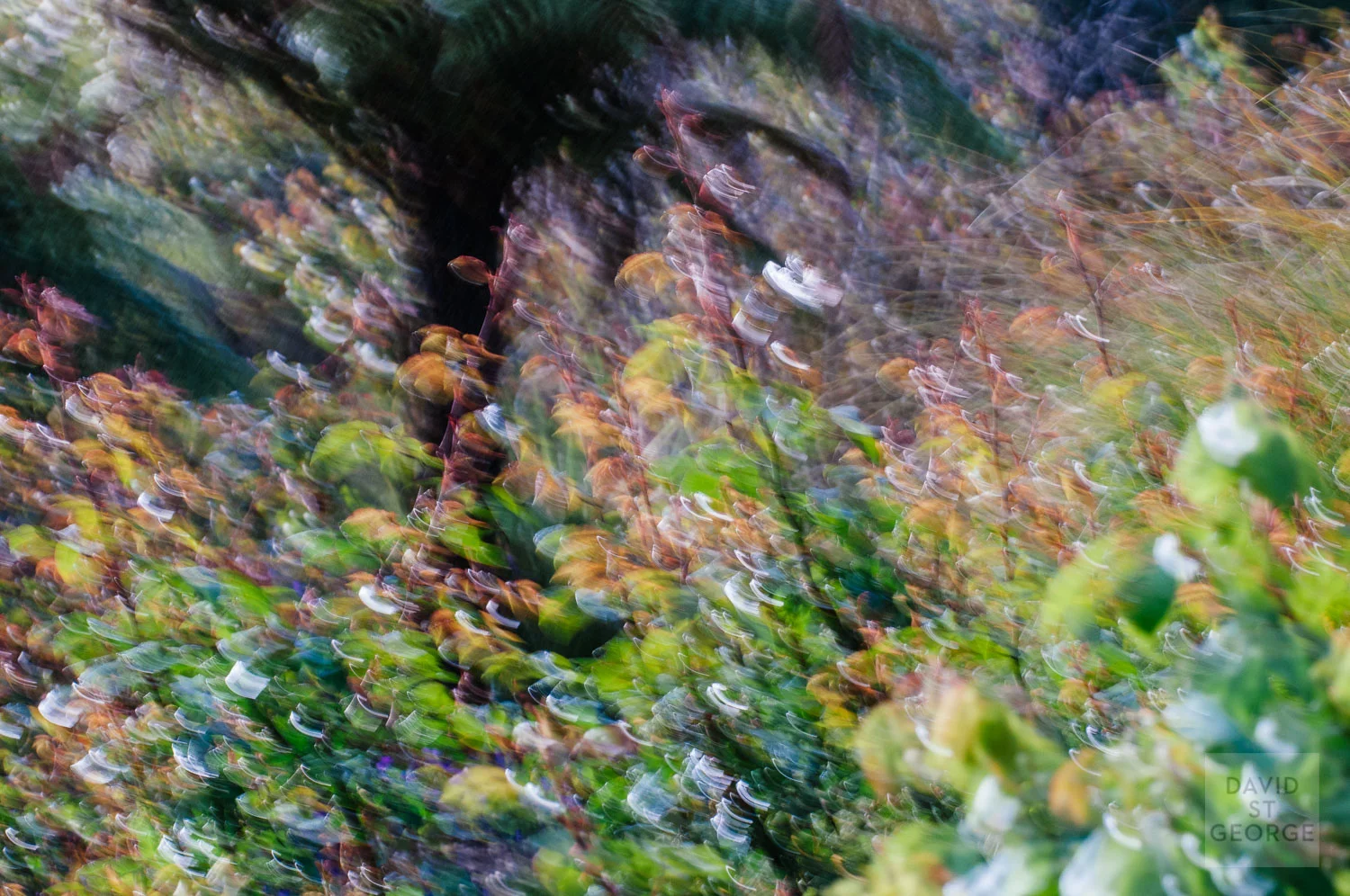 Impressionist__DST0909.jpg