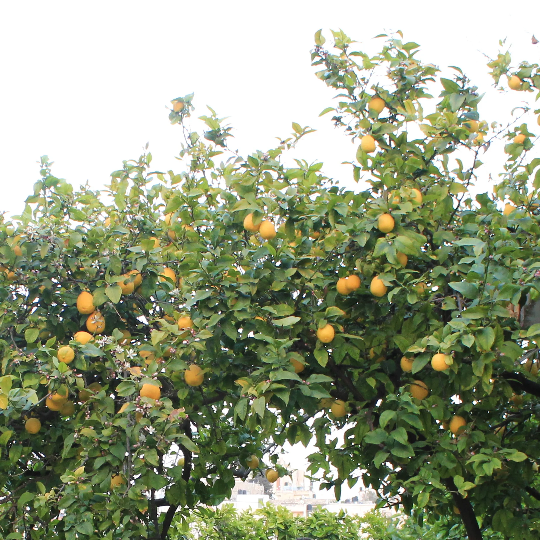 lemons.jpg