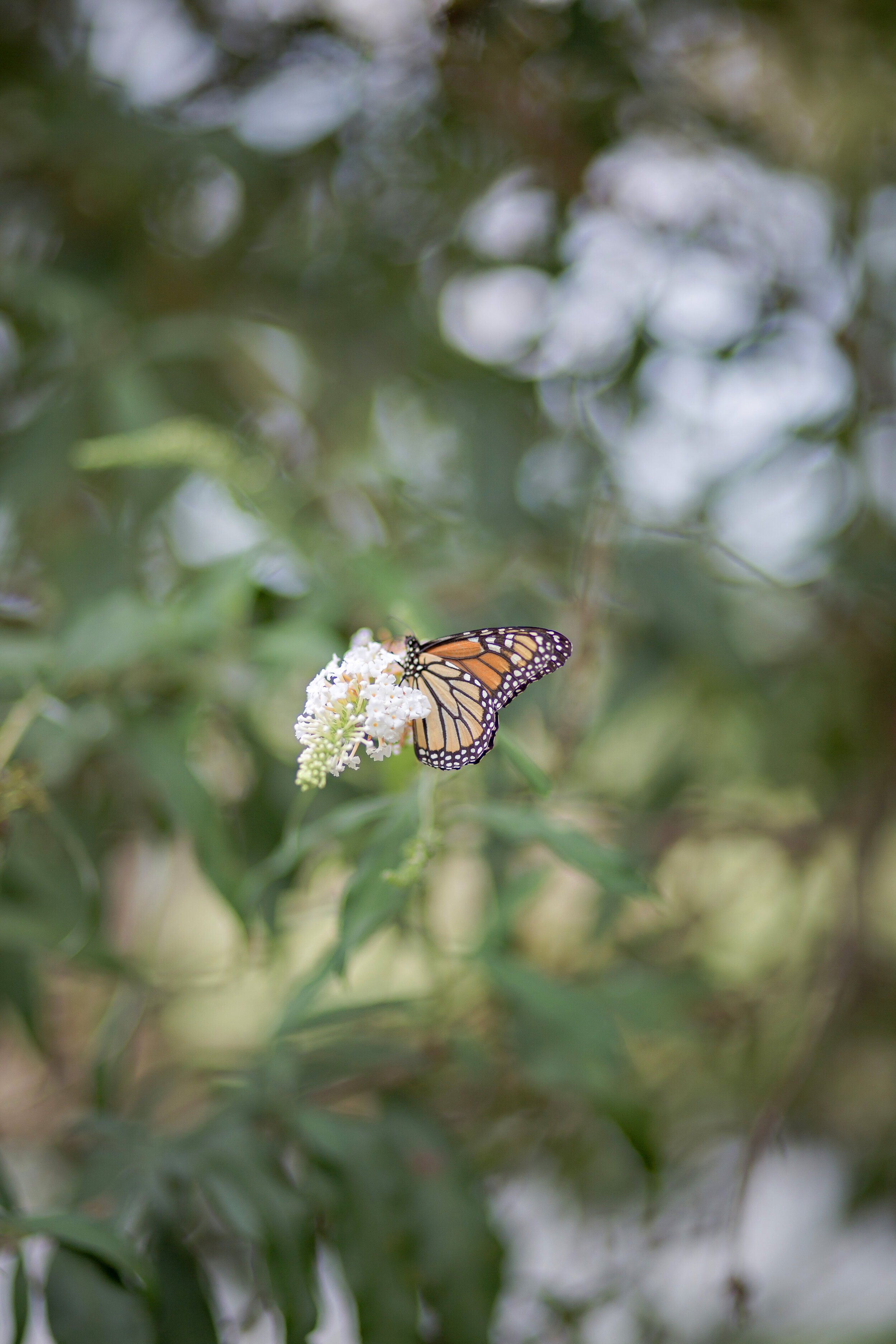 carolina-country-wedding-venue-garden-photo-spot-monarch-butterfly-flowers.jpg