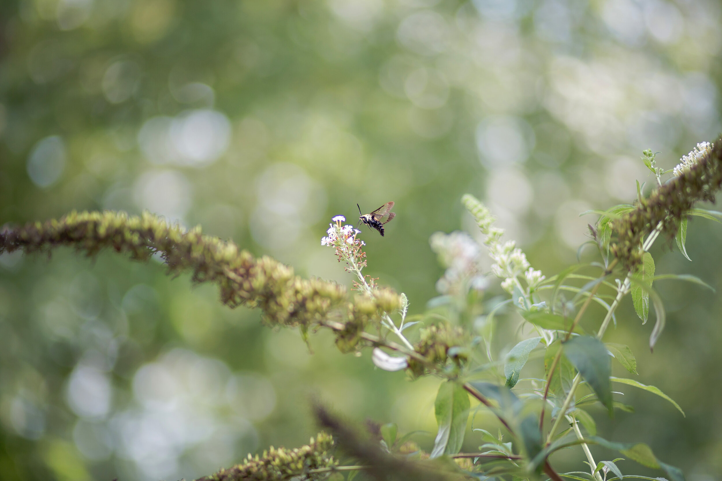 carolina-country-wedding-venue-garden-photo-spot-butterfly-skipper-wedding-flowers-flowers-plants.jpg