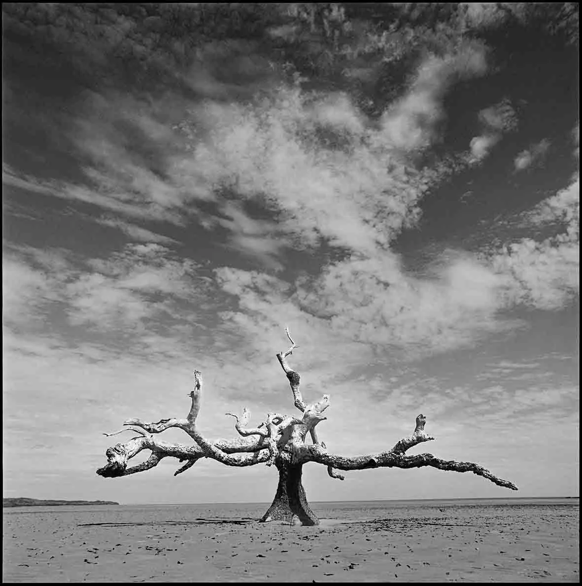 Avatar #42, Andavenona 2012 - Laurent Bodard.jpg
