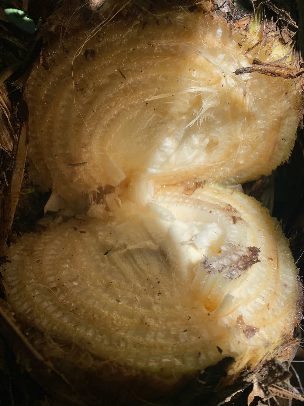 “Basho” materials 