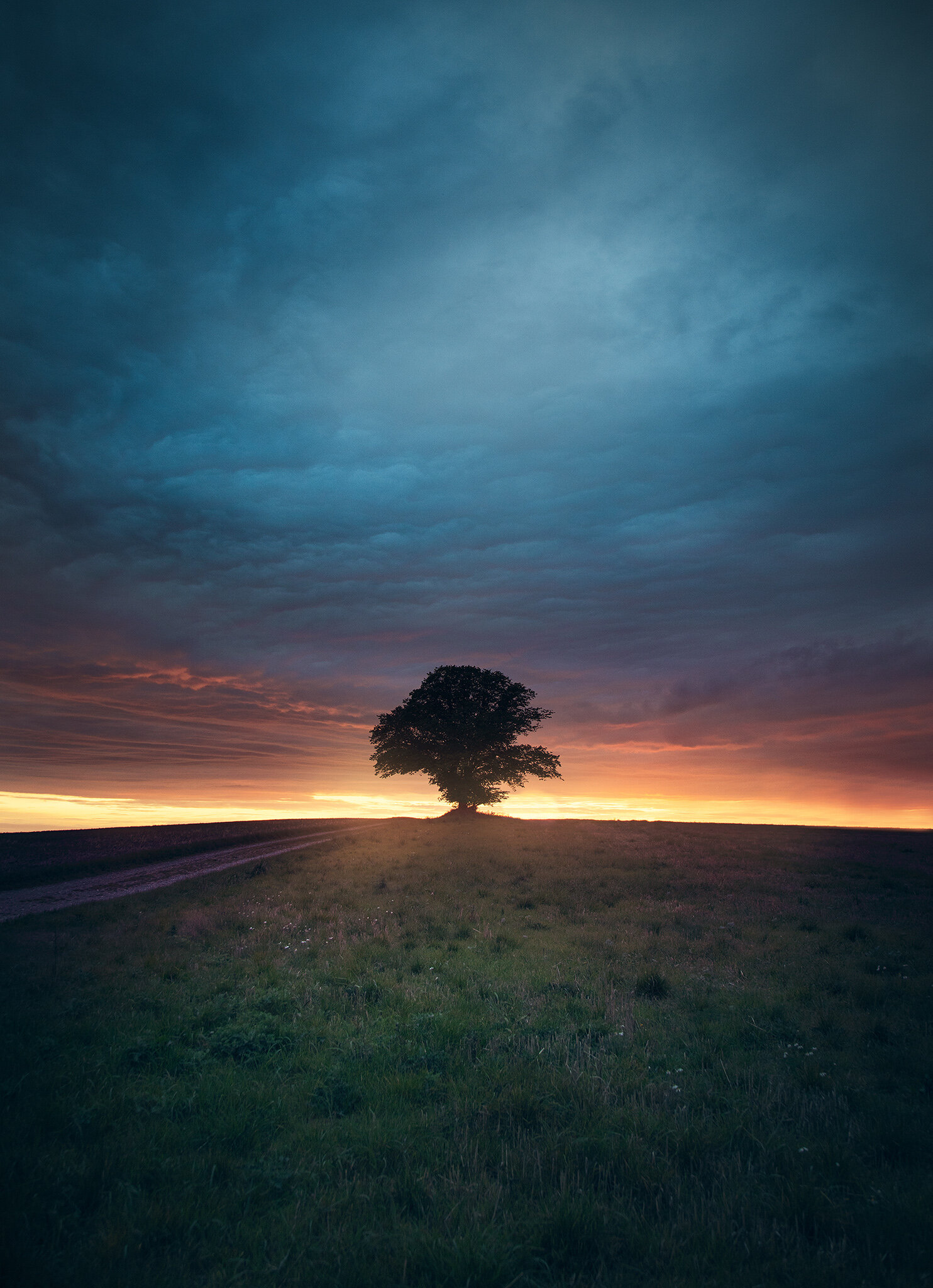 solnedgang træ heatherhill 2048.jpg