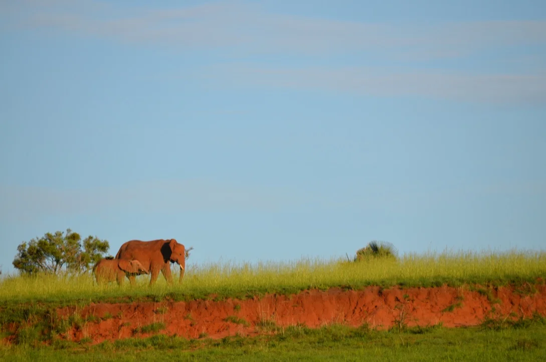 Perhaps a safer, more ethical alternative to riding an elephant - appreciating these beauties in the wild.