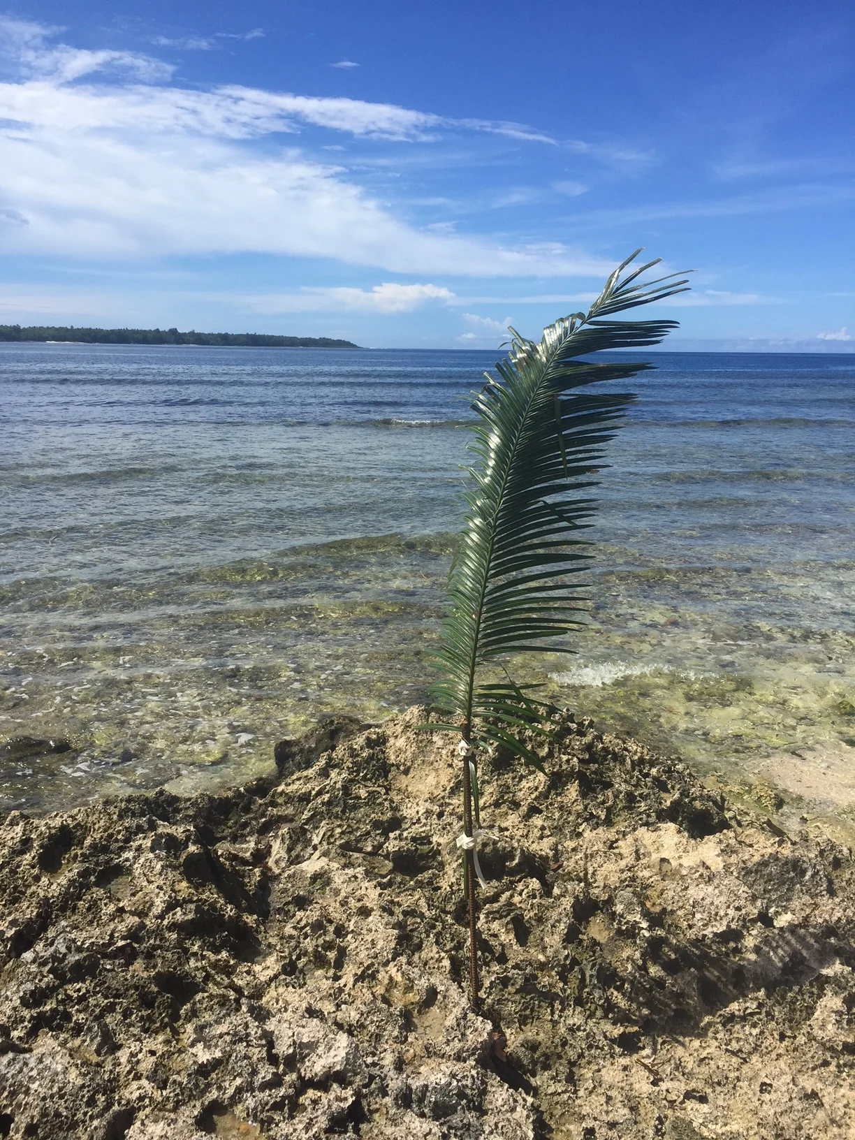 How's this for sustainability...The local chief of Pango in Vanuatu orders many of these cycads to be placed in and around the water front. It sends a very clear message to the local ni-Vans that no shell fish are allowed to be collected. Why? Well it's simple - if the cycads are out, it means shell fish stocks are running low. So the chief who is responsible for these waters, this land and the local people in this region, says no more fishing for shell fish. Until he decrees that shell fish in the region has been replenished (maybe in a few months time) these cycads will remain, indicating the ban is in place.