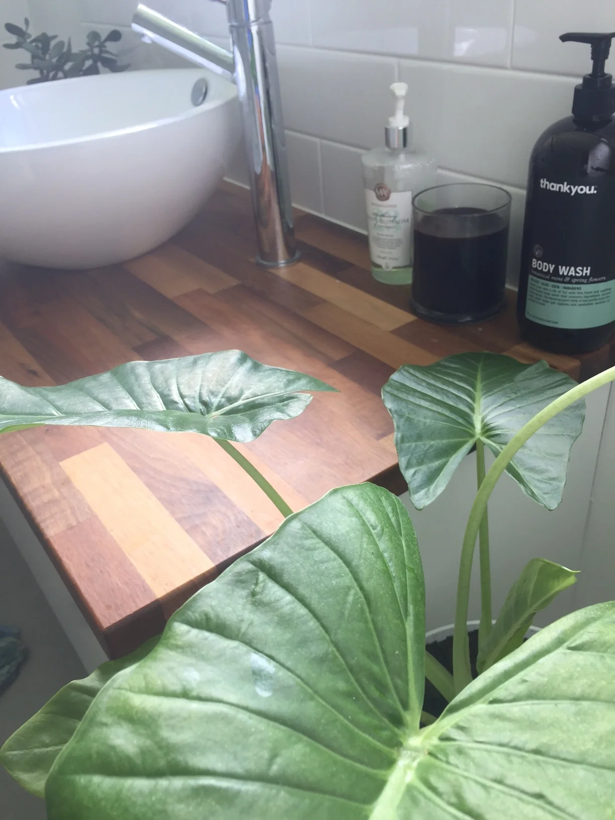 The elephant ear / alocacia. I can't get enough of these babies. They are so easy to grow! And the leaf structure is divine. Plus you can cut the leaves and they will last ages in a vase.