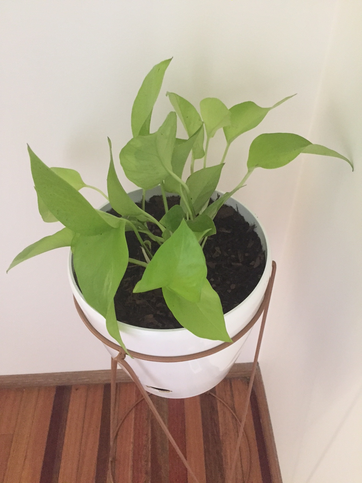 Philodendron gold - you just can't go past the vivid green of these leaves. Plus it's a creeper so looks amazing in hanging pots or a plant stand.