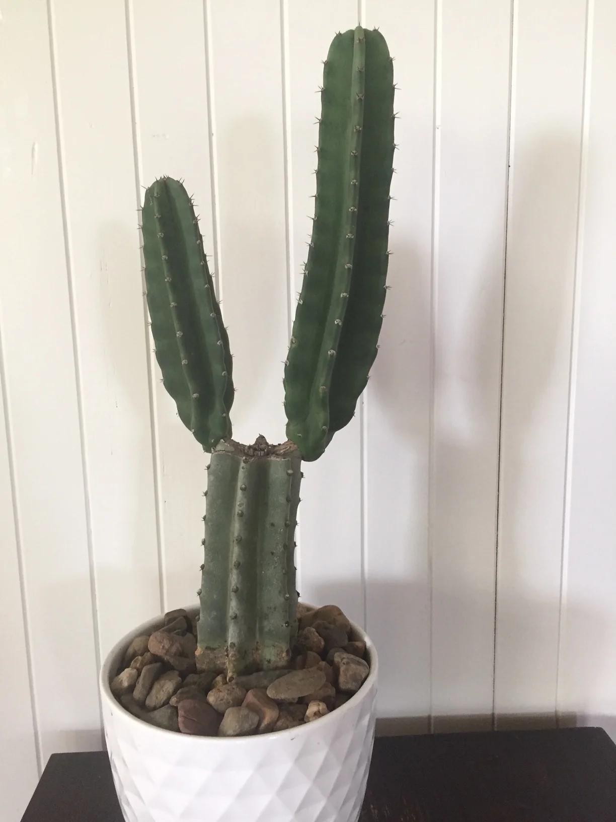 Cacti! Because plant - pot - job done...