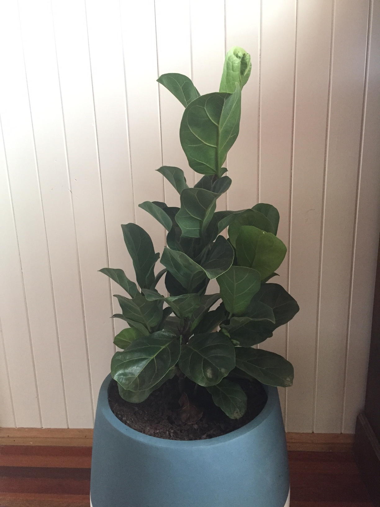 Fiddle leaf figs are so hot right now. And that's because they are stunning. Some people grow them with ease, others struggle. Find a consistent spot with enough light and water in small amounts but regularly.