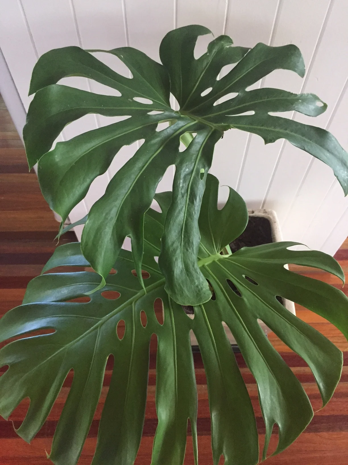 Monstera deliciosa (swiss cheese plant - but of course) Honestly - I can't stop gazing at these leaves. I also have some monsters on my deck.