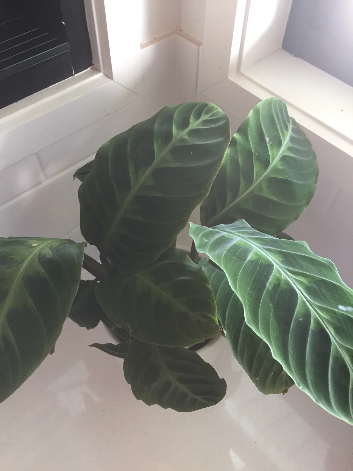 And last but not least the Calathea. There are loads of varieties in this family known for it's distintive leaf pattern.