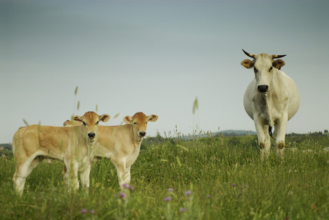 Organic Chianina 1.jpg