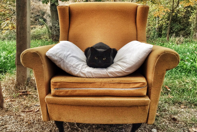 Find the cats.jpeg