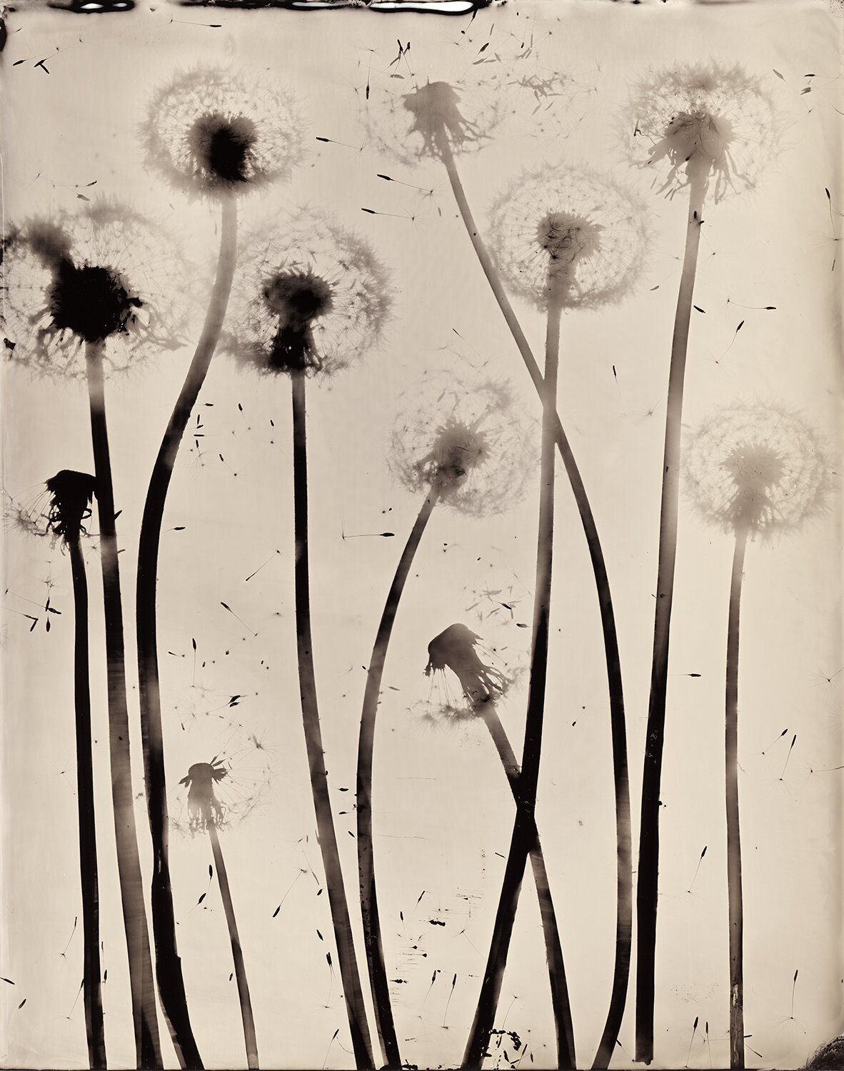 Wetplate2018173web.jpg