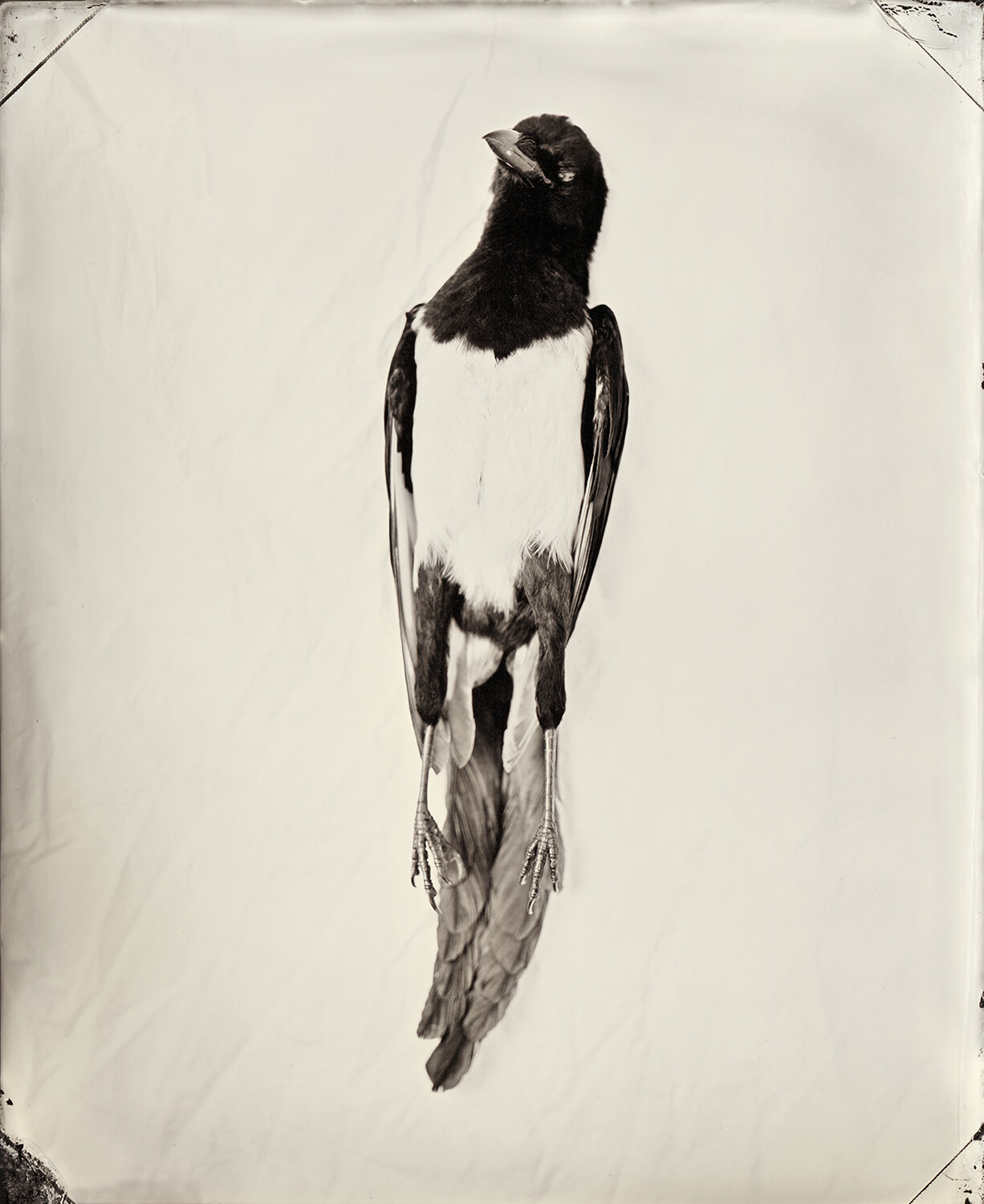 Wetplate2018196web.jpg