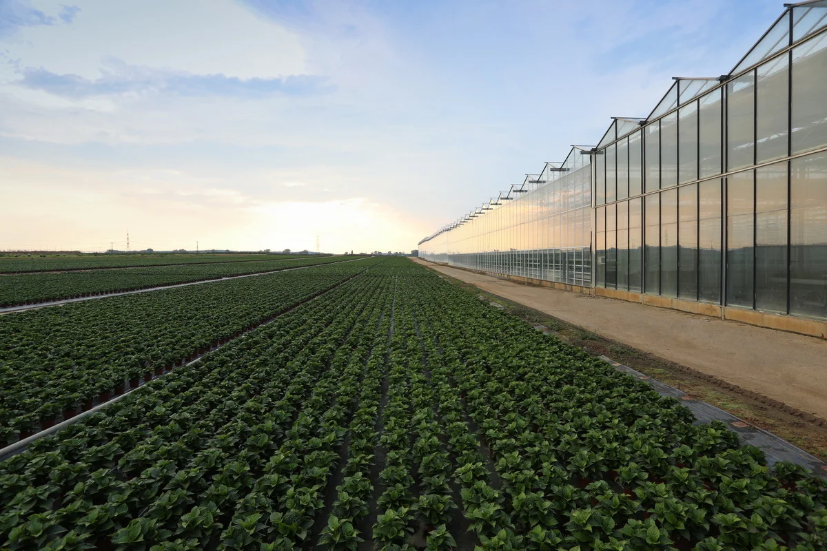 теплица днепр_1.JPG