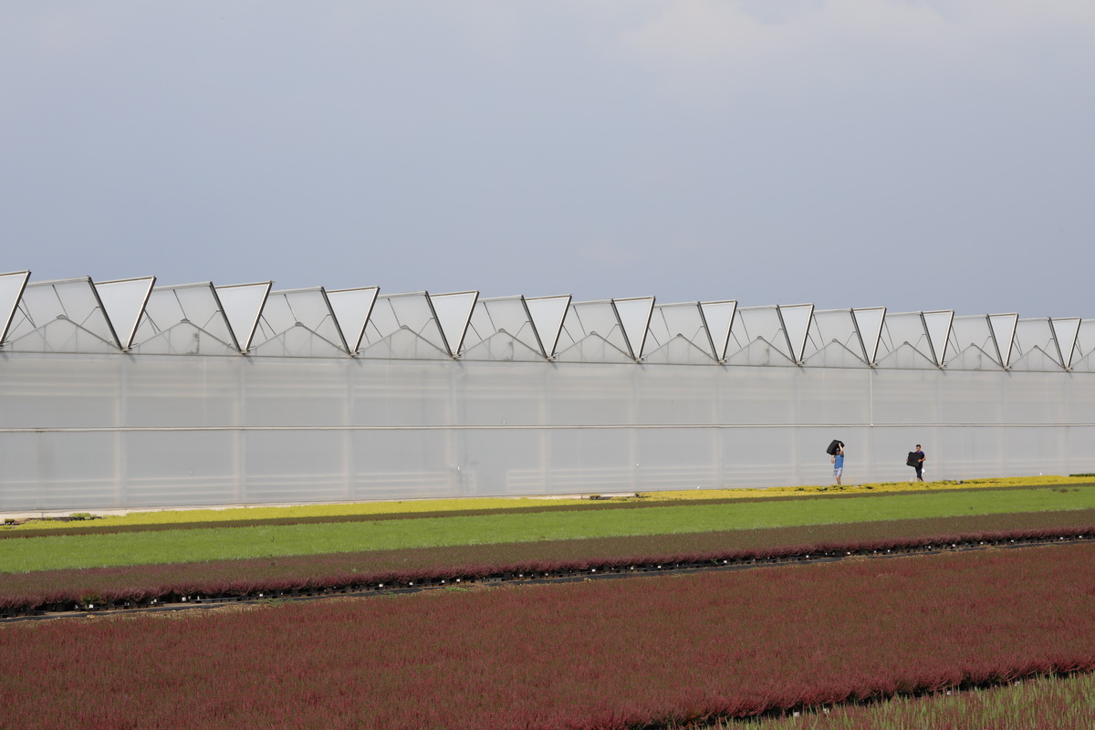 теплица днепр_2.JPG