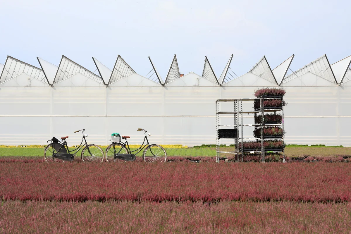 теплица днепр_3.JPG