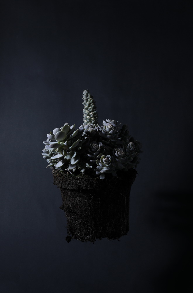 цветы днепр_1.JPG