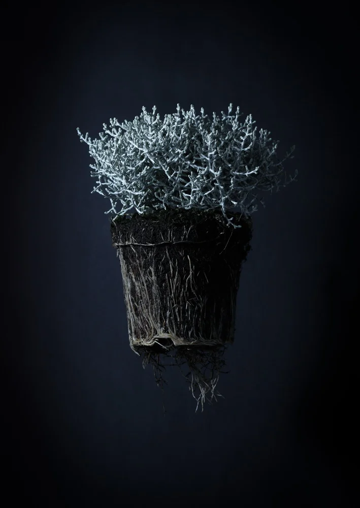 цветы днепр_2.JPG