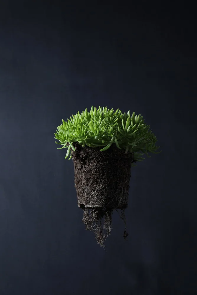 цветы днепр_3.JPG