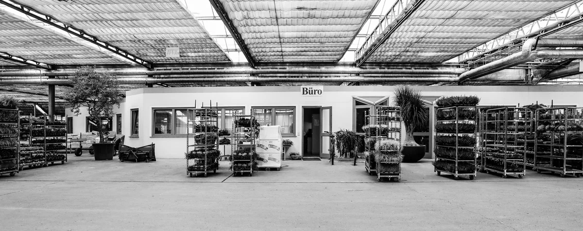 цветы днепр_4.JPG