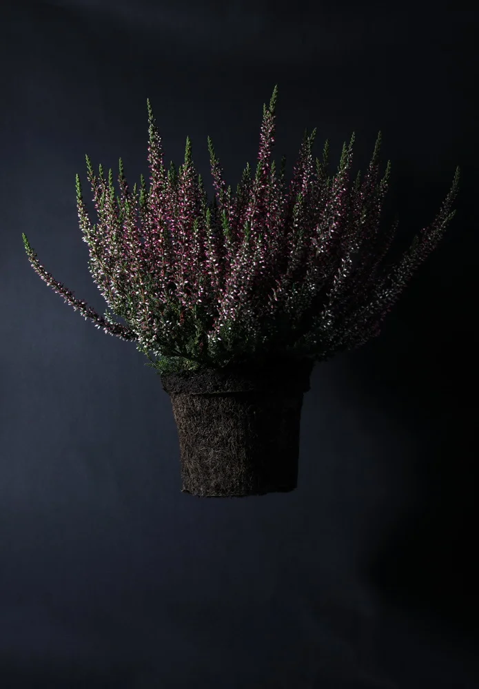 цветы днепр_5.JPG