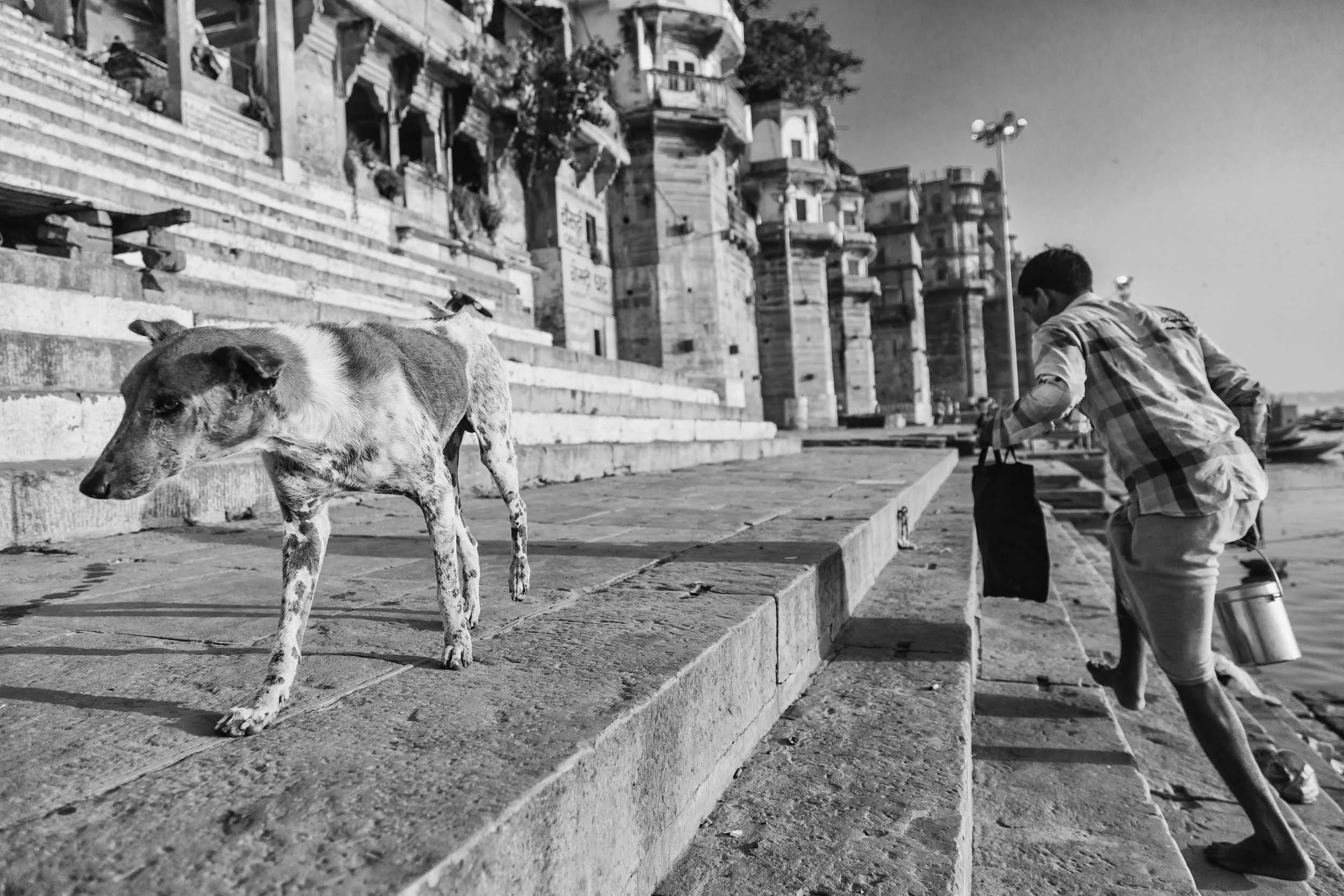 Dogs in Varanasi India Reportage Photography