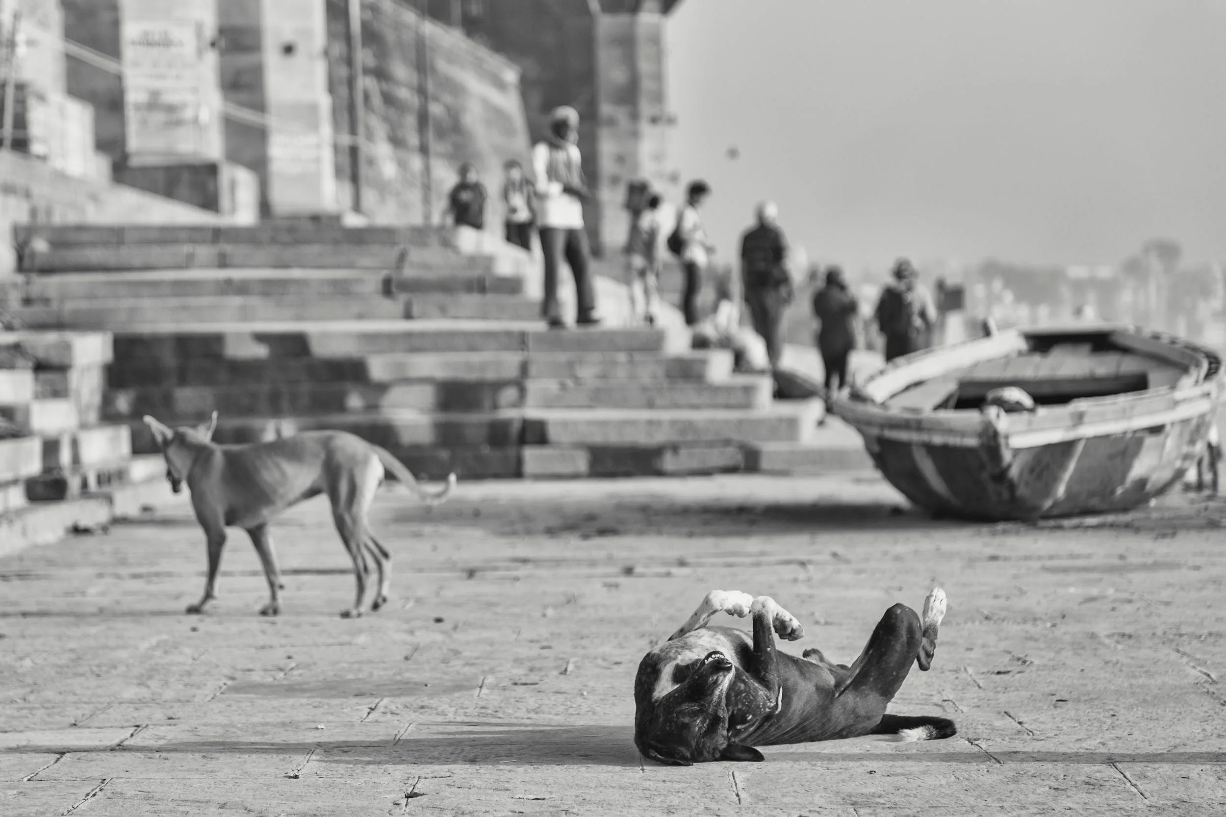 Dogs in Varanasi India Reportage Photography