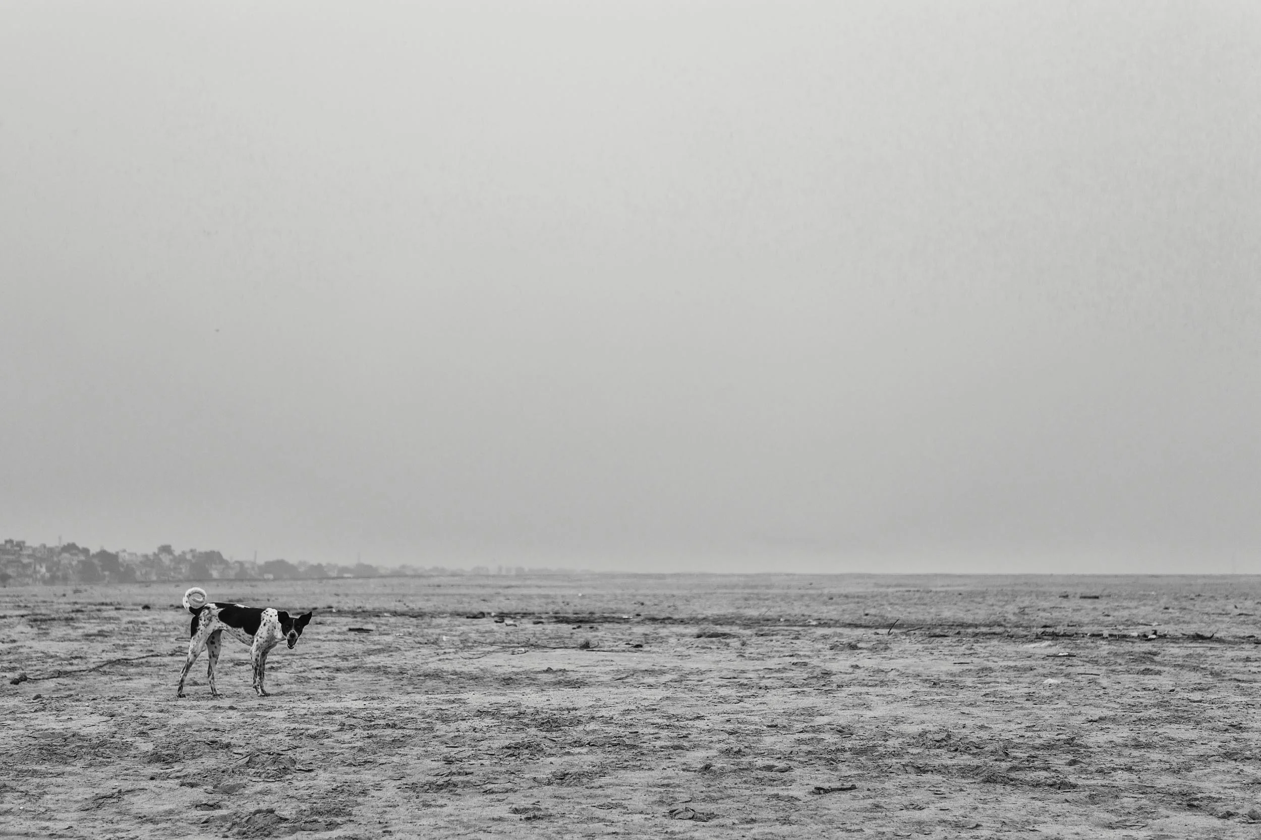 Dogs in Varanasi India Reportage Photography