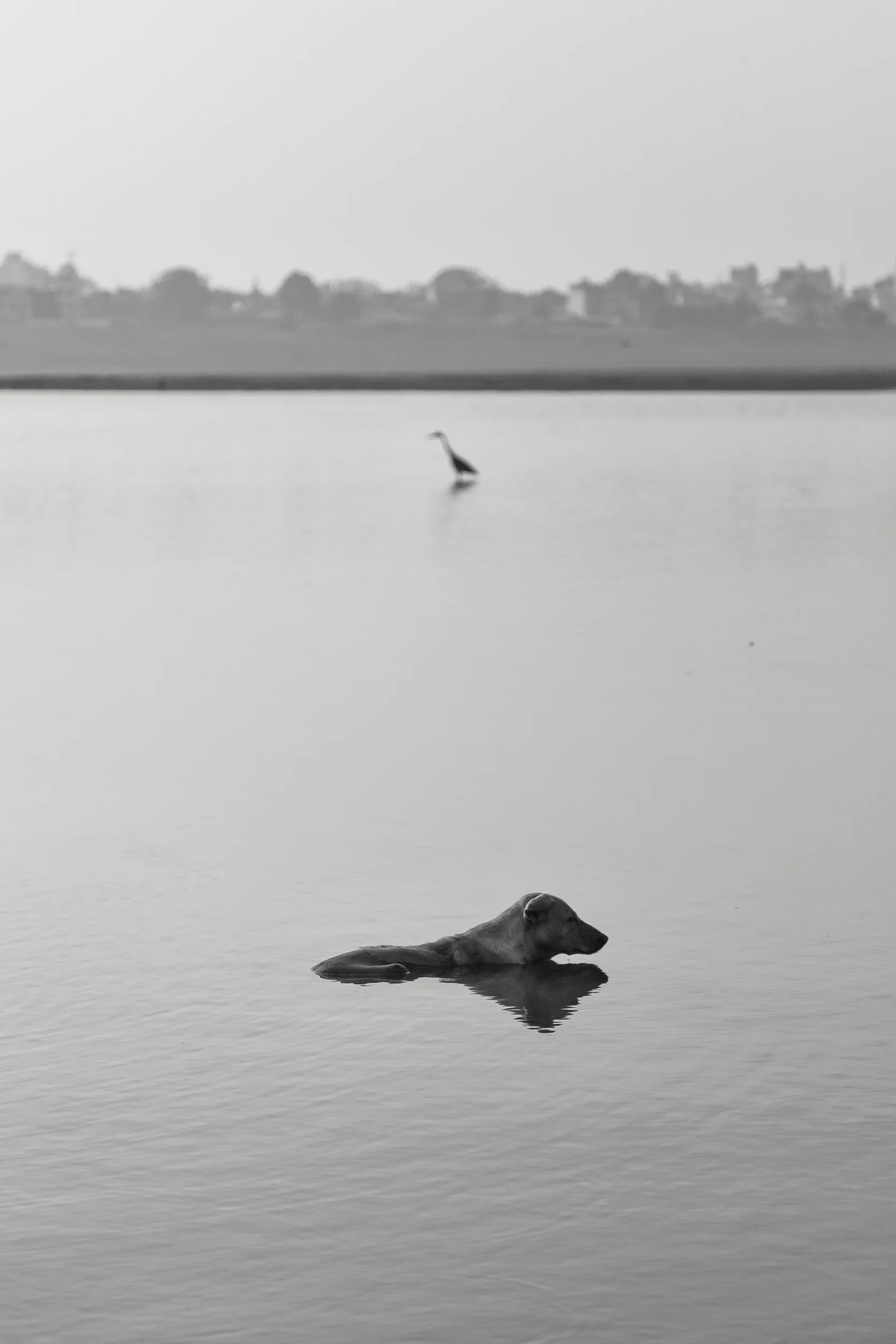 Dogs in Varanasi India Reportage Photography