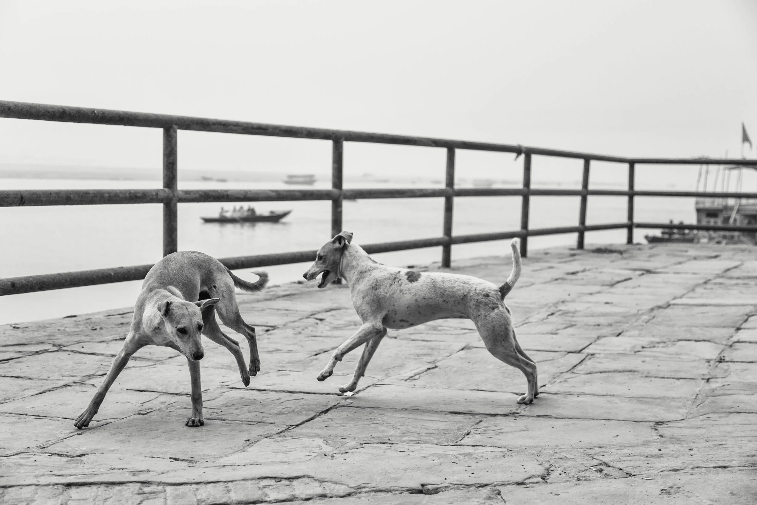 Dogs in Varanasi India Reportage Photography