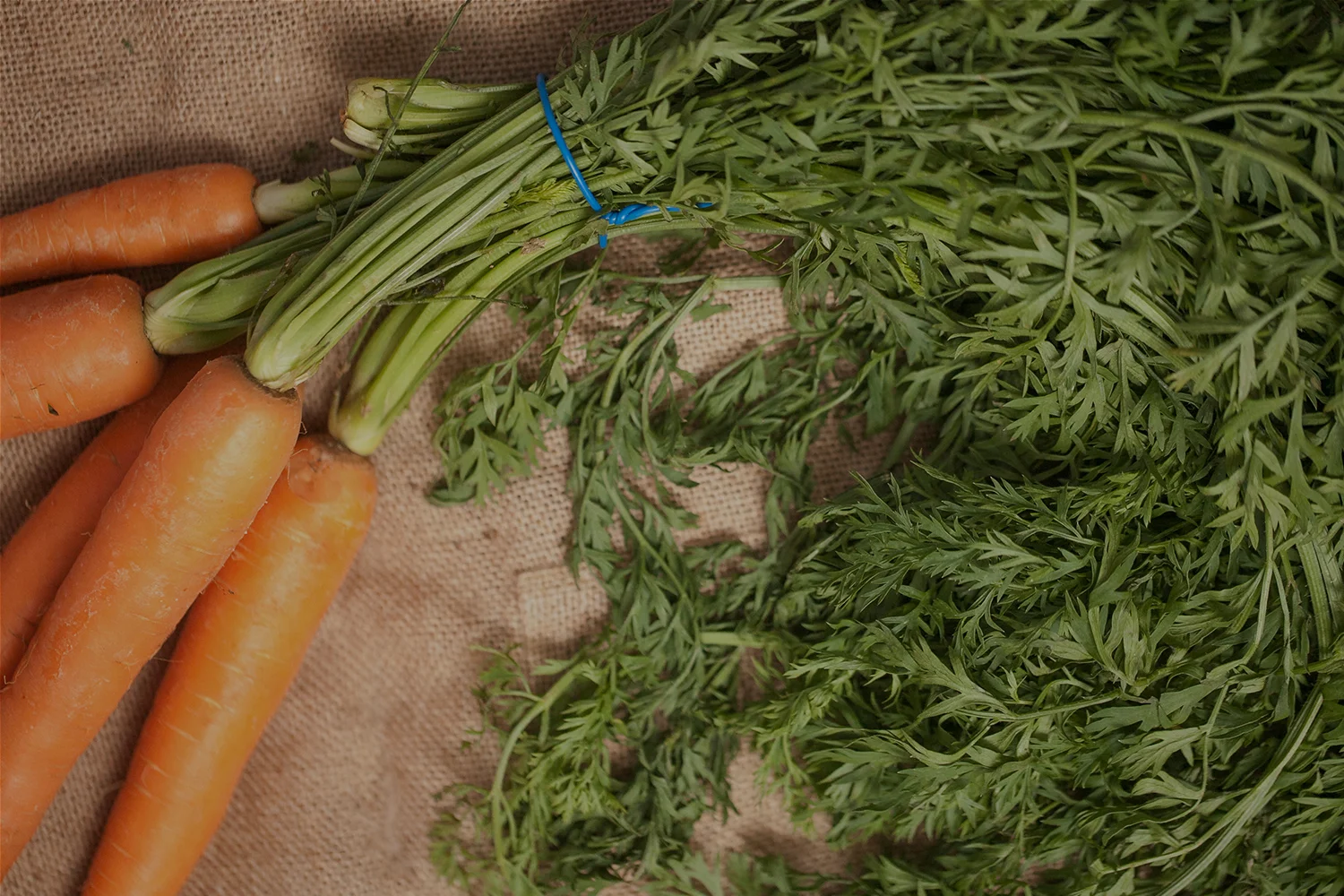 carrot.jpg