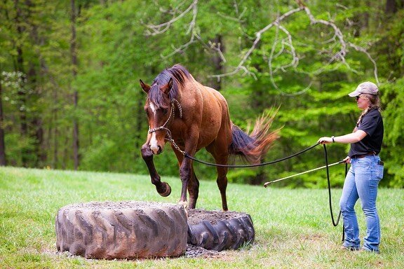 🐴 Thank you to everyone who joined us yesterday for our Benefit Obstacle Clinic! It was truly a wonderful workshop showcasing the development of the horse-human connection. 
.
.
📆 We had such a great time that we are going to do it again! Same plac